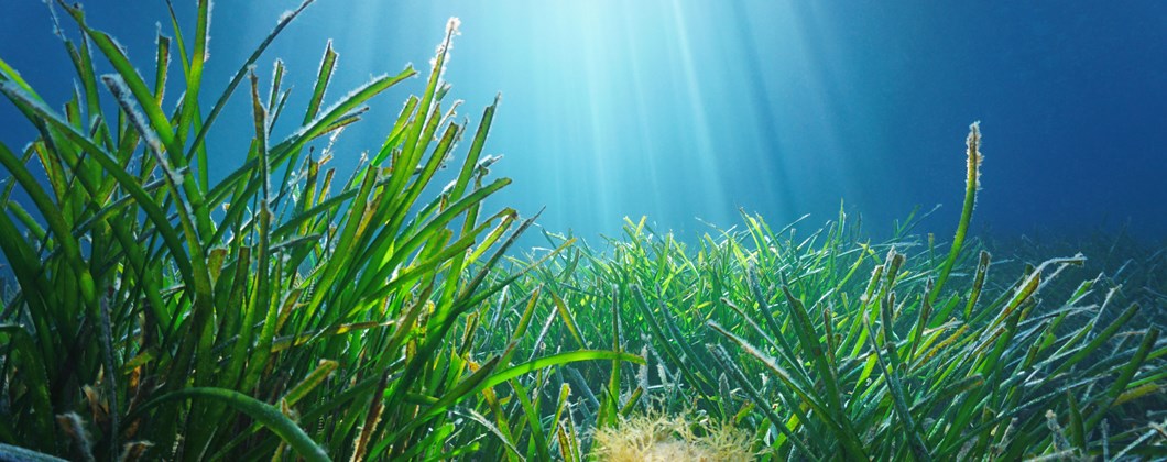 Sea Grass On Ocean Floor